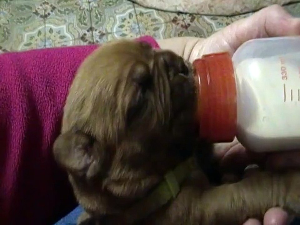 femelle collier vert 13 jours