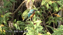 日本の野鳥 動画集 (HD)