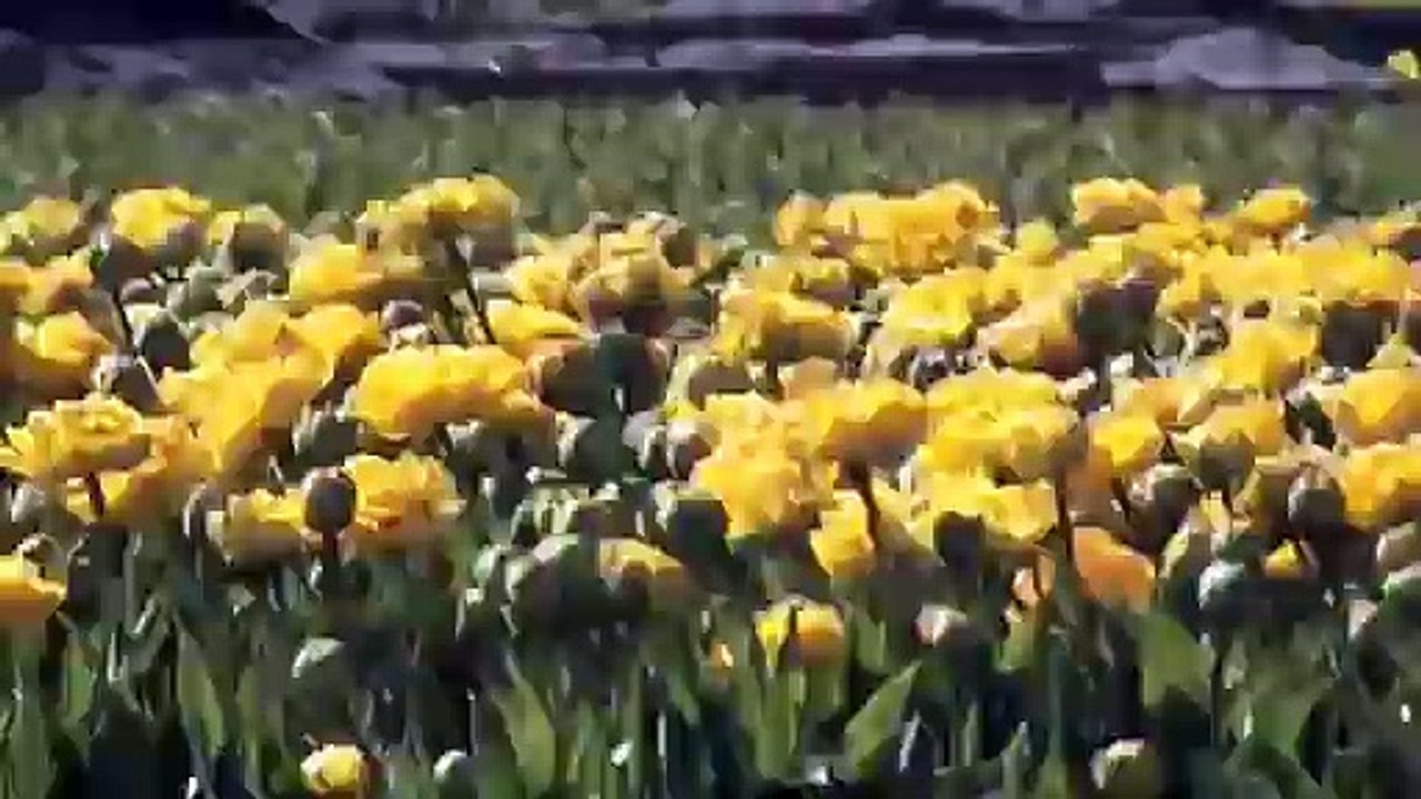 LISSE KEUKENHOF  EN BATEAU  LES CHAMPS DE FLEURS  15.04.2015.