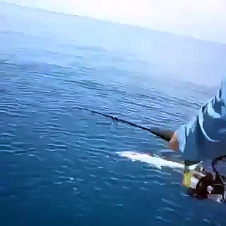 Shark Attack