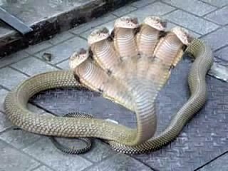 Five Headed Snake in India