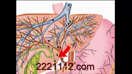 Blood Flow in the Liver