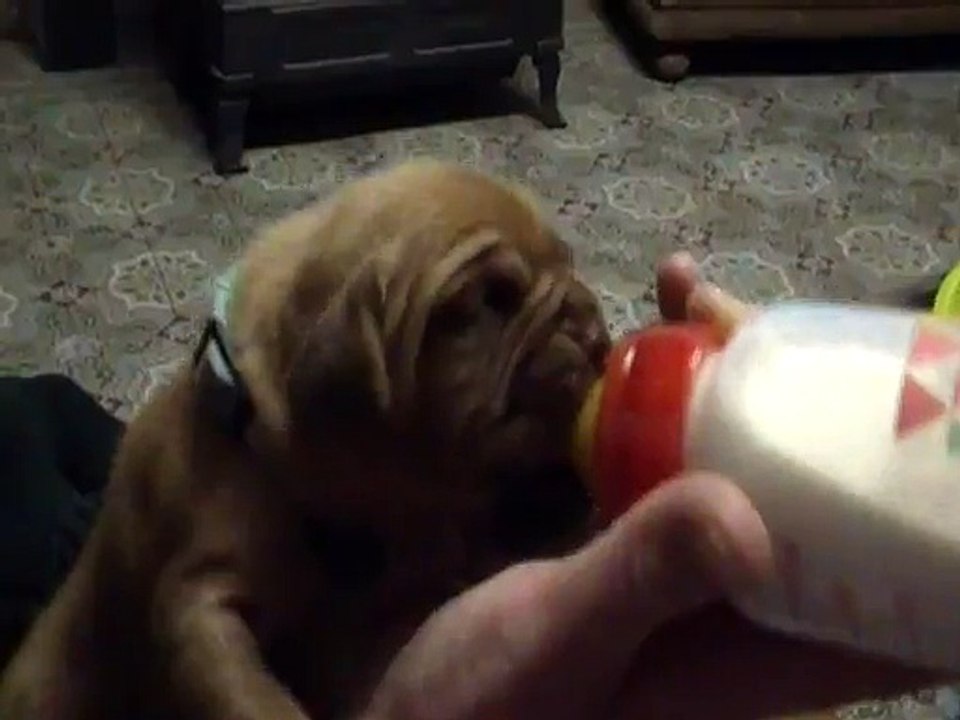 mâle collier bleu rayé 13 jours ( zen-a X Jackpot)