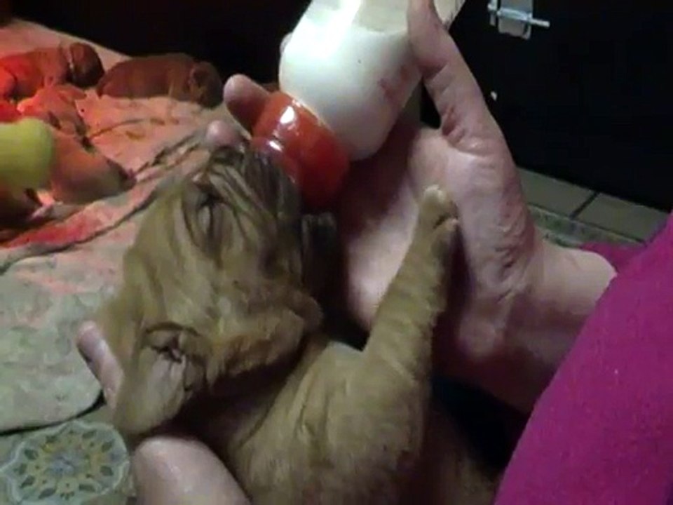 femelle rose 13 jours ( zen-a X Jackpot)