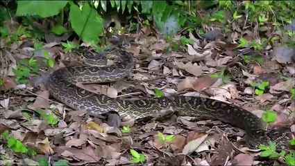 JAPON SAUVAGE TROPICAL ET ANIMAL