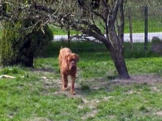 Neuhaus de L'Exigence alias  naussi 14 mois