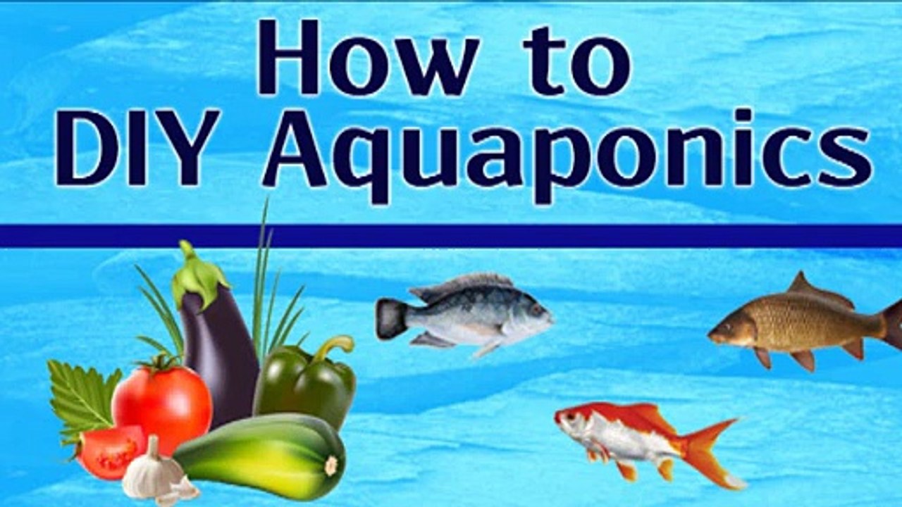 How To DIY Aquaponics indoor Gardening