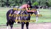 Martin Tata Argentine Horse Whisperer