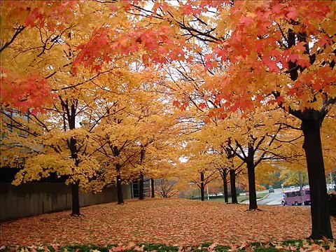 Yılmaz Sarıkaya - Sormayın