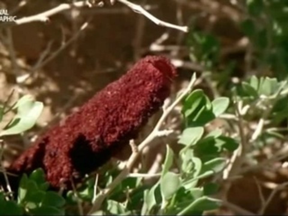 Pan-netvoru-Olgoj chorchoj