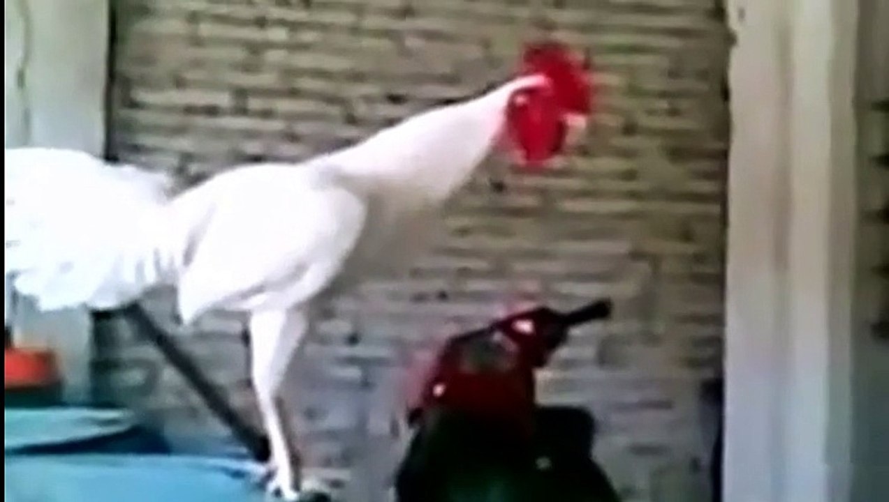 suno baang murge di