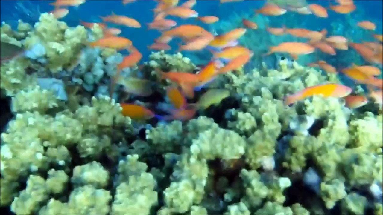 balidive2014-1