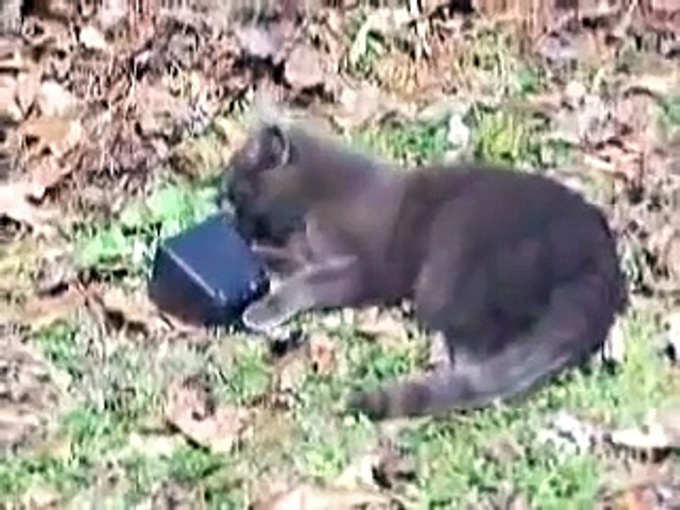 Catnip
