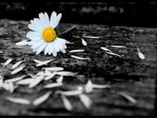 Of The Wand And The Moon - Shall Love Fall From View