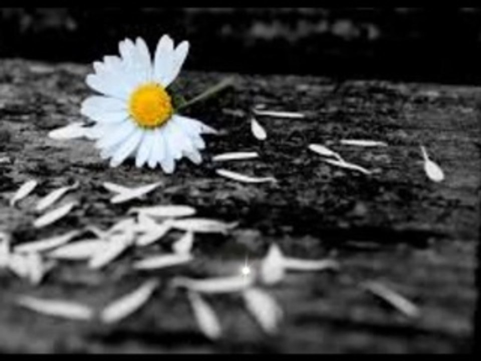 Of The Wand And The Moon - Shall Love Fall From View