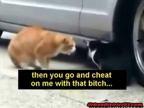 Funny Animals Cats Fighting The First Video With Original Captions) MsCOMEDYCITY