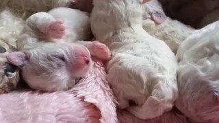 Sleepy bichon frise puppies