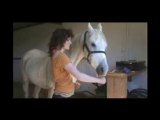 Treat horse wound with clicker training