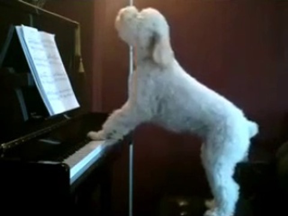 funny animals_funny dog videos