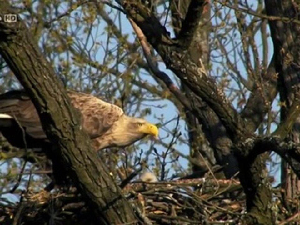 Seeadler - Der Vogel Phoenix