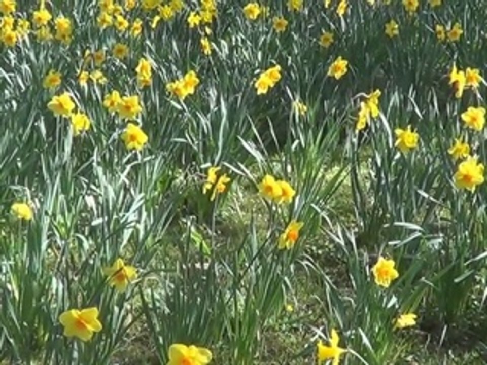 Jonquilles au Printemps