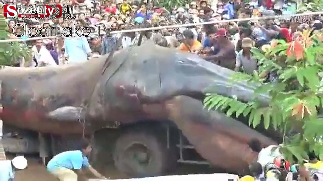 Vietnam'da yakalanan dev deniz canavarı