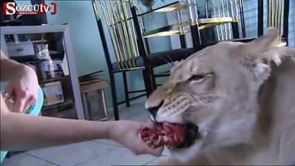 Evde yaşayan aslan misafire saldırdı!