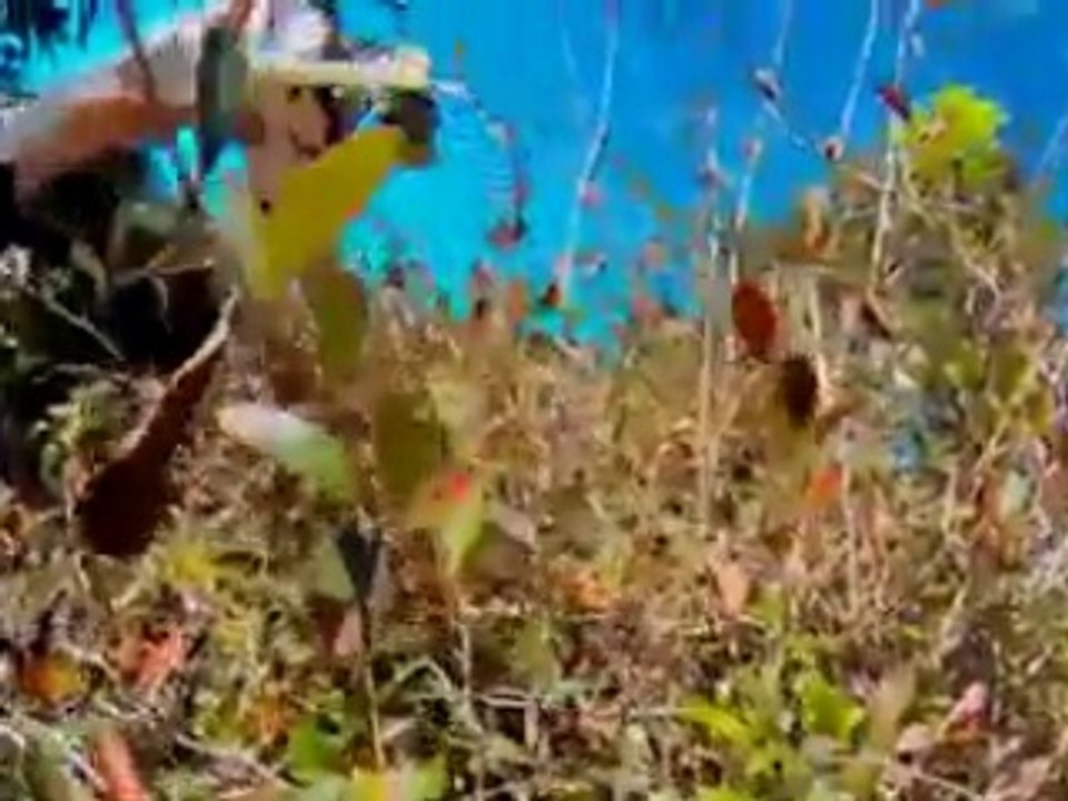 Bélier Vs. drone