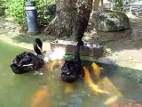Des cygnes noirs nourrissent des poissons