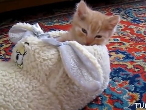 'Cute Puppies and Kittens Falling Asleep' Compilation 2015 - FunnyTV