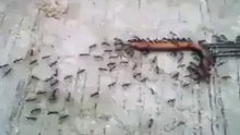 Travail d'équipe animalier 2
