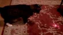 Un chat s'amuse tout seul
