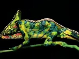 كان إنت لم تنبهر بهذه الحرباء!!!! شاهد إذا من طاحلو الجبن، ههههه