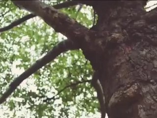 SYCAMORE ROW trailer