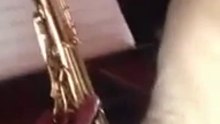 Chien jazzman
