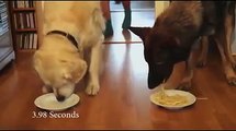 Concours de bouffe entre chiens