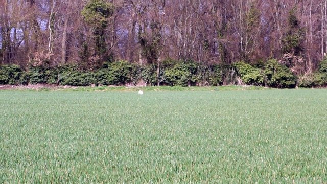 fields de printemps 2015 HAZPACHO