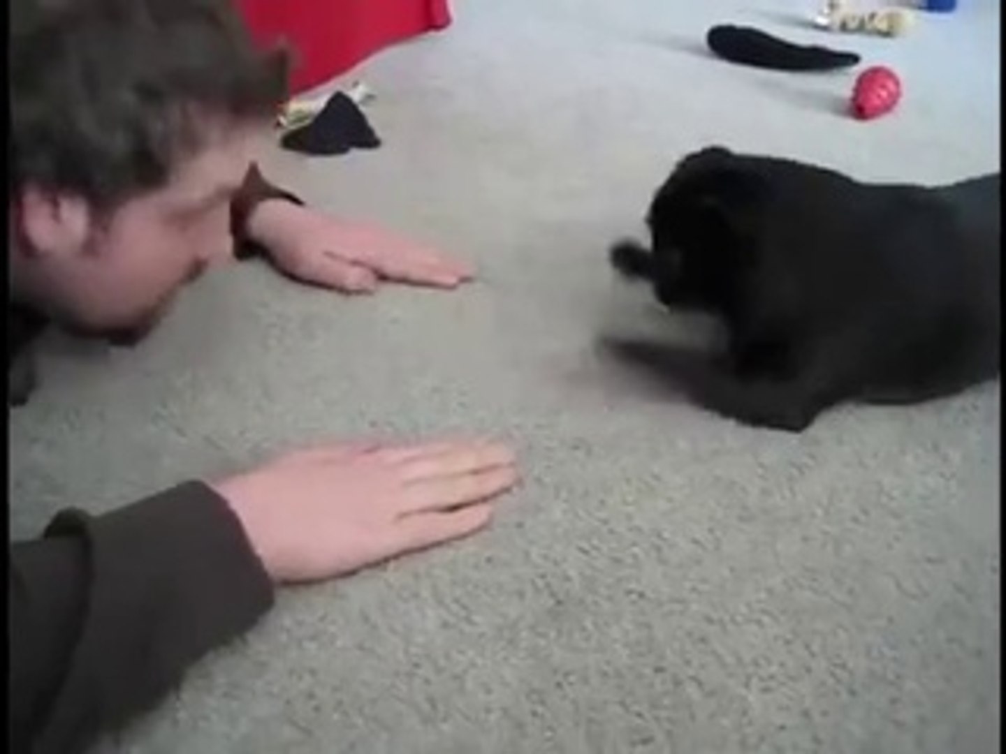 Best pets funny