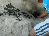 Tortugas Marinas - Marine Turtles - Tartarugas Marinas