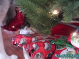 Dog Opening Christmas Presents Siberian Husky Opens Gifts