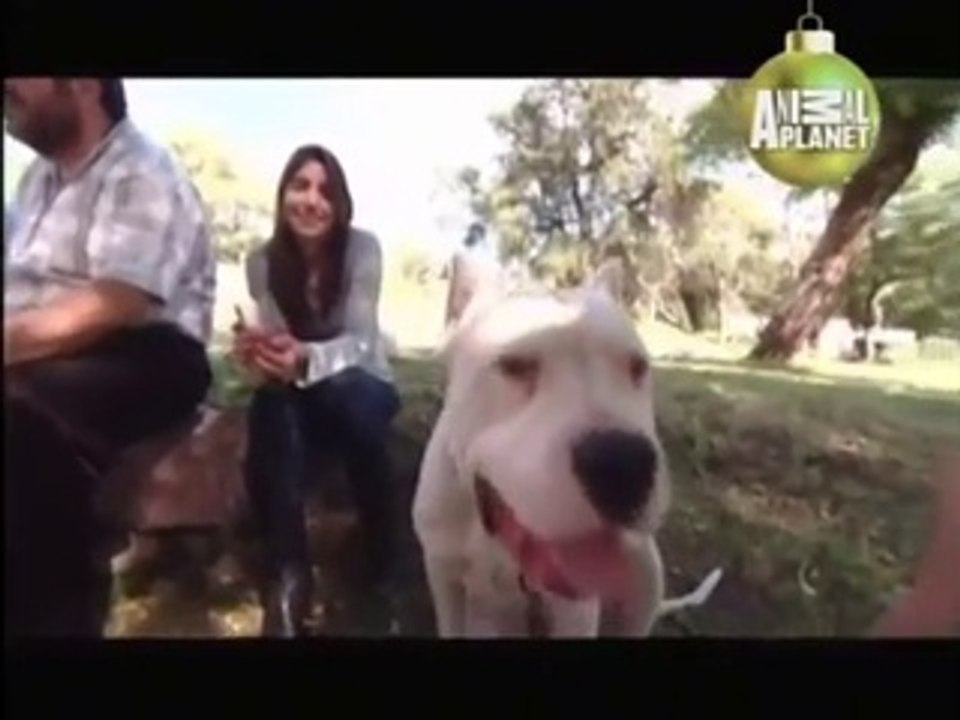ABC Canino Dogo Argentino Español