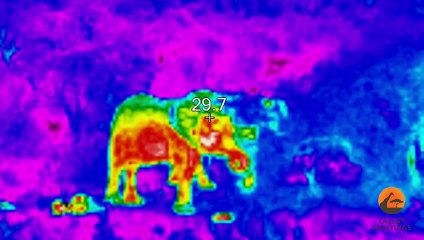 Mom Elephant Kicks Baby Elephant Back to Life