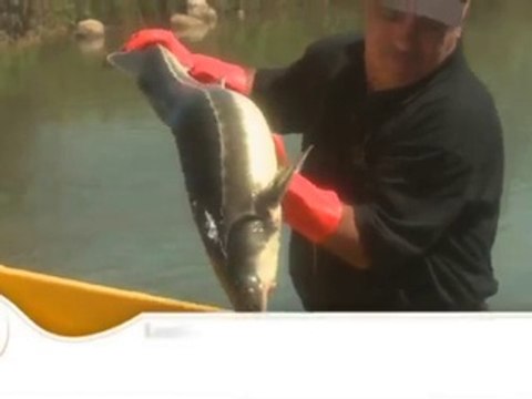 Черная икра ВЫСШЕГО качества. Caviar Galilee (Израиль).