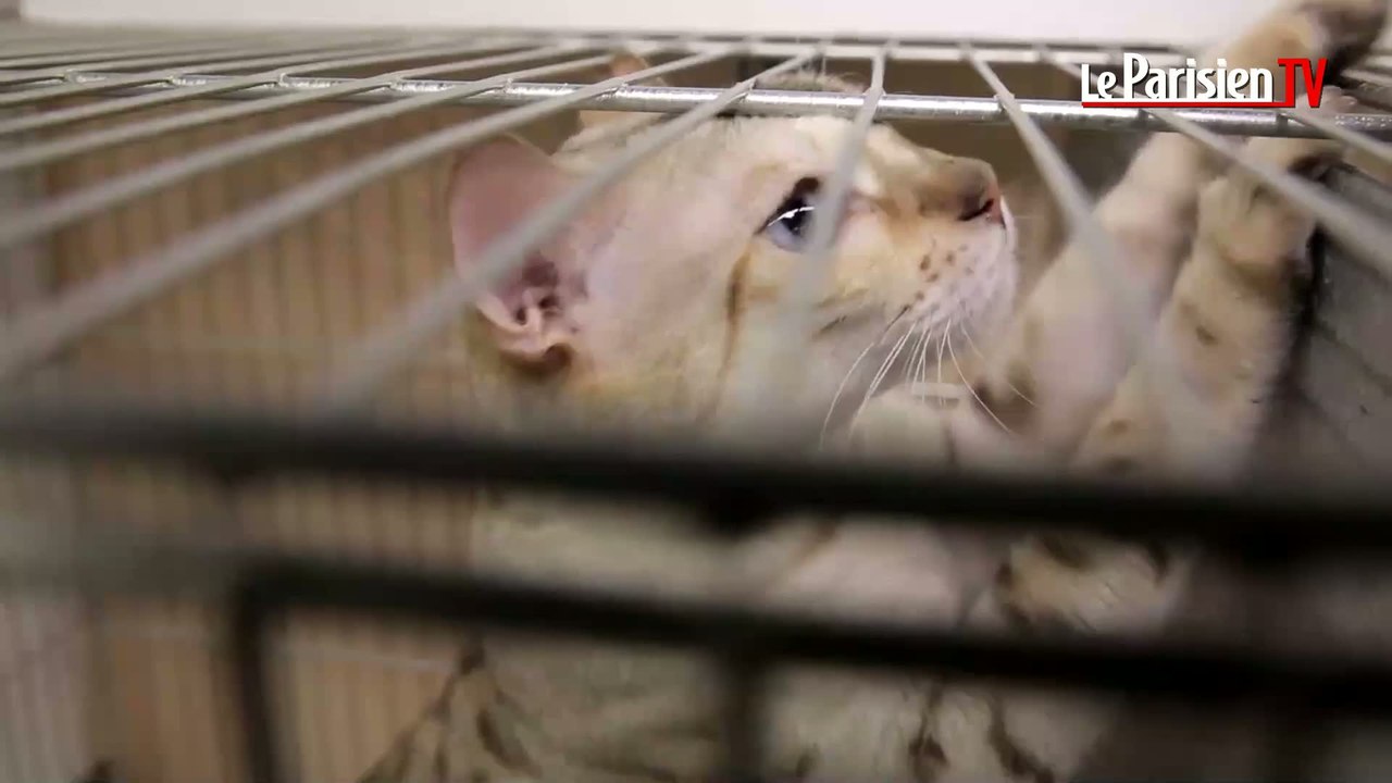 Salon Chiens-Chats : «Le chat vous tolère, le chien vous vénère»