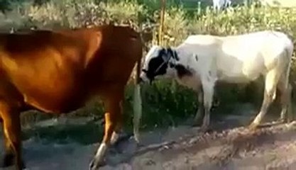 Ha Ha Ha !!! Brainless Bull - Very Funny