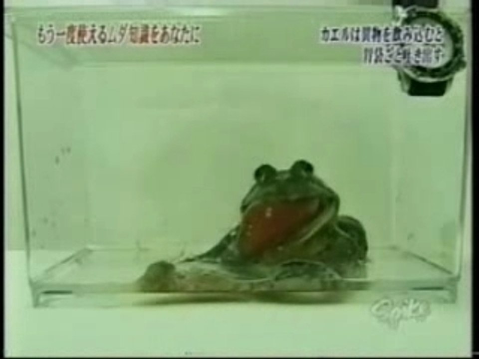 Frog