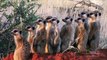 World's Deadliest - Meerkats' Mob Rule