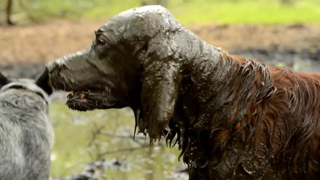 СвиноПес | Mud wrestling dog