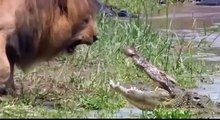 Lion Intimidates Crocodile / Lion vs Crocodile  (SLOW MO)