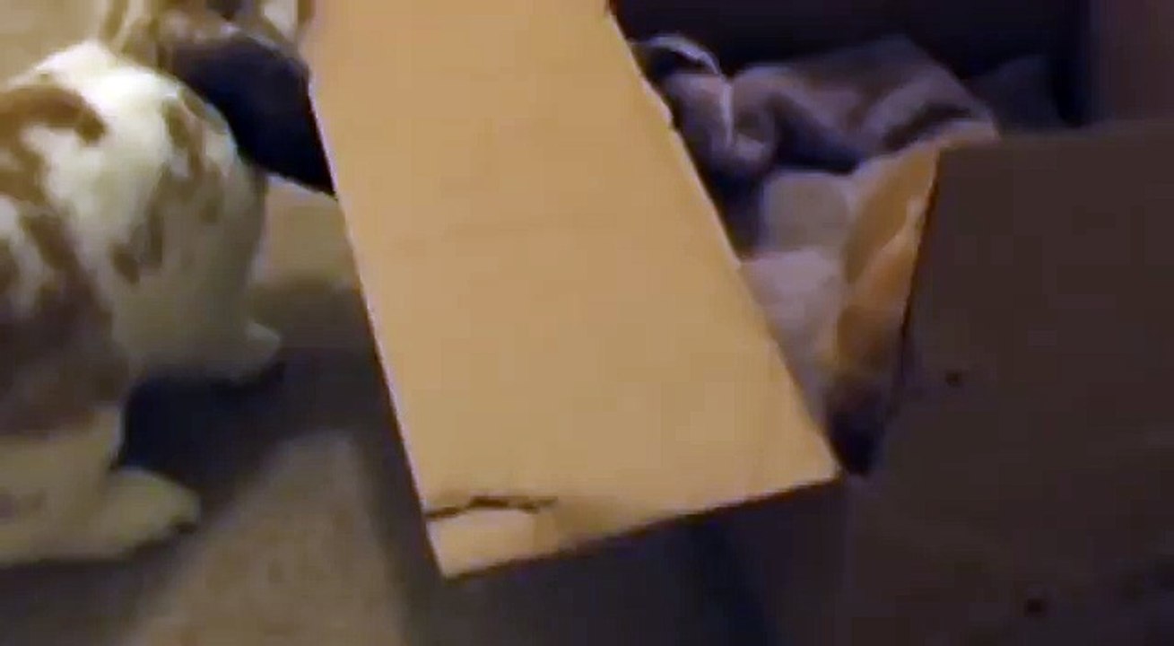 Bunnies Play Tag video Dailymotion